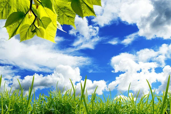 Hojas Verdes Con Hierba Contra Cielo Azul Con Nubes Blancas —  Fotos de Stock