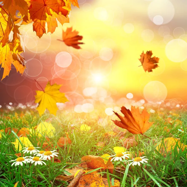 Autumn Park Falling Maple Leaves Green Grass Chamomiles Flowers Blurred — Stock Photo, Image