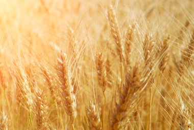 Altın tarlasına yakın, güneş ışığıyla olgunlaşmış buğday