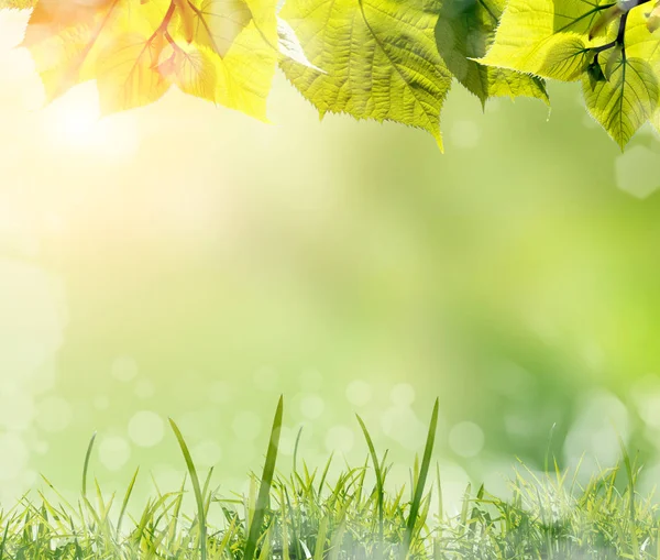 Yeşil Yapraklar Çimenler Parlak Güneş Işığıyla Bulanık Bahar Arka Planına — Stok fotoğraf