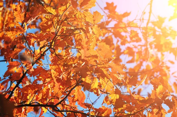 Tree branches with orange leaves in the autumn forest with sunlight