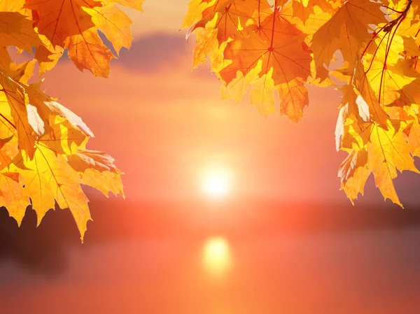 Branches Autumn Maple Leaves Blurred Background Lake Trees Sky Sunset — Stock Photo, Image