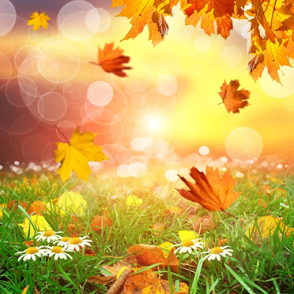 Jesienny Park Opadającymi Liśćmi Klonu Zieloną Trawą Kwiatami Rumianku Rozmazanym — Zdjęcie stockowe