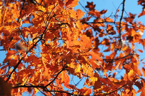 Äste Mit Orangefarbenen Blättern Herbstwald — Stockfoto