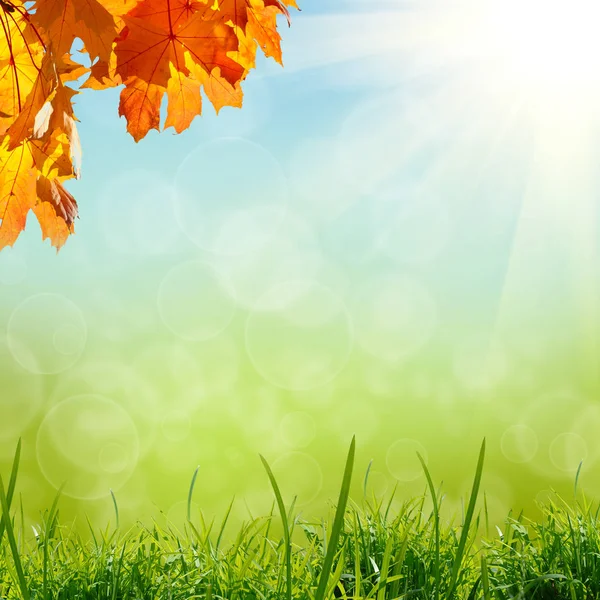 紅葉の枝や青や緑の色とりどりの草が背景と太陽の光をぼやけている — ストック写真