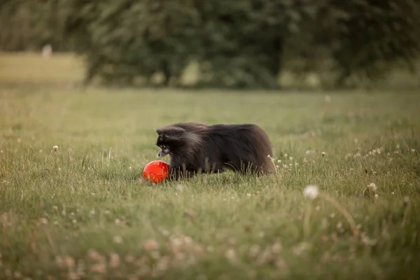 Liten hund spelar i en fotboll i parken — Stockfoto