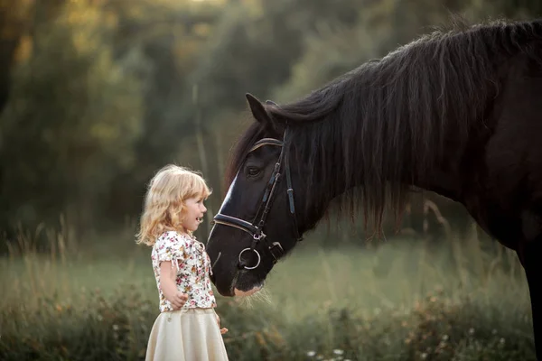 Liten flicka med shire häst — Stockfoto