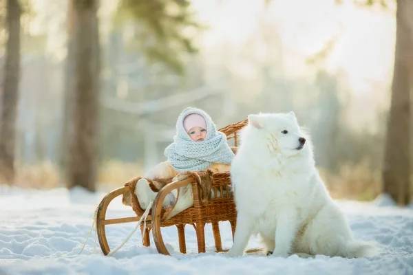 Winter kinderen portret met Samojeed hond — Stockfoto