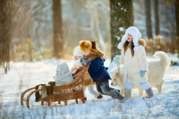 Retrato de crianças de inverno com cão samoyed — Fotografia de Stock