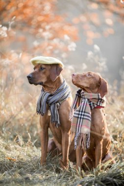 Aşınmaya Ridgeback ve Vizsla sonbahar portre