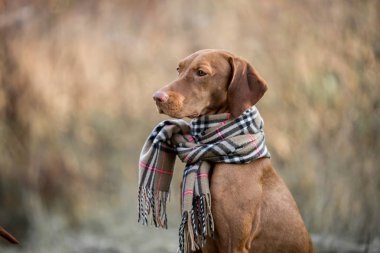 Macar Vizsla sonbahar portre 
