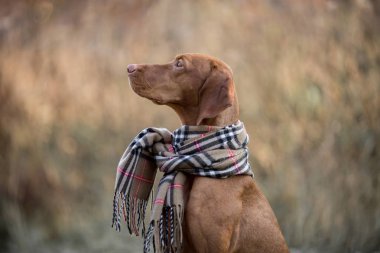 Macar Vizsla sonbahar portre 