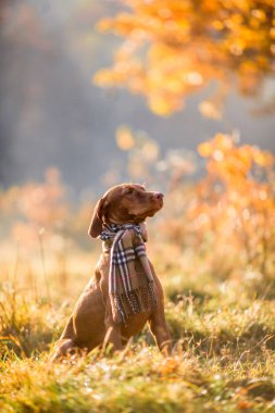 Macar Vizsla sonbahar portre 