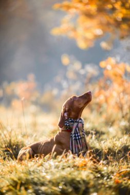 Macar Vizsla sonbahar portre 