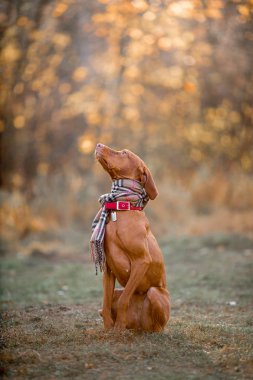 Macar Vizsla sonbahar portre 