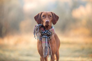 Macar Vizsla sonbahar portre 