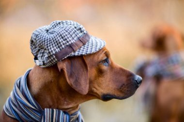 Rodezya ridgeback sonbahar portresi