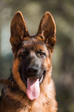 Genç Alman çoban köpeği açık portresi 