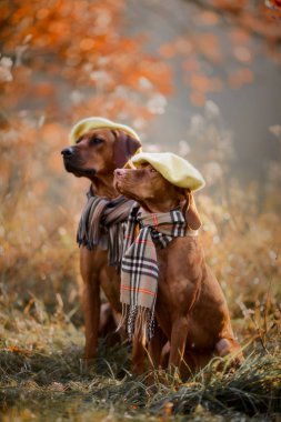 Rodezya Ridgeback ve Macar Vizsla sonbahar portre