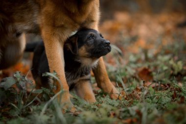 Yavru Alman çoban köpeğinin bir sonbahar park 