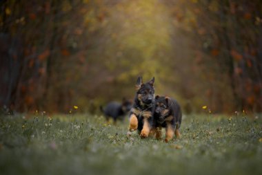 Yavru Alman çoban köpeğinin bir sonbahar park 