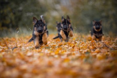 Yavru Alman çoban köpeğinin bir sonbahar park 
