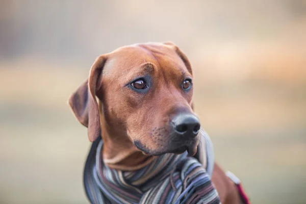 Rhodésien ridgeback portrait d'automne — Photo