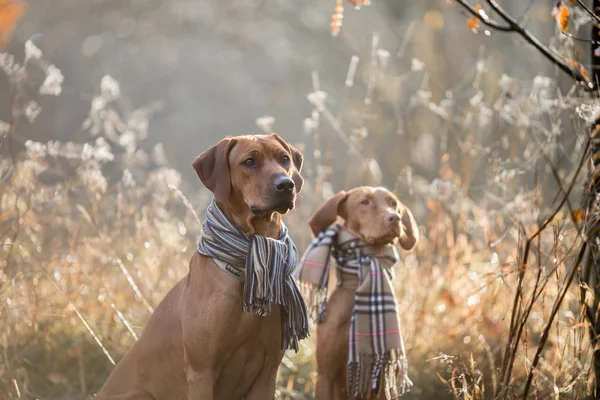 Ridgeback y Vizsla retrato de otoño en desgaste —  Fotos de Stock