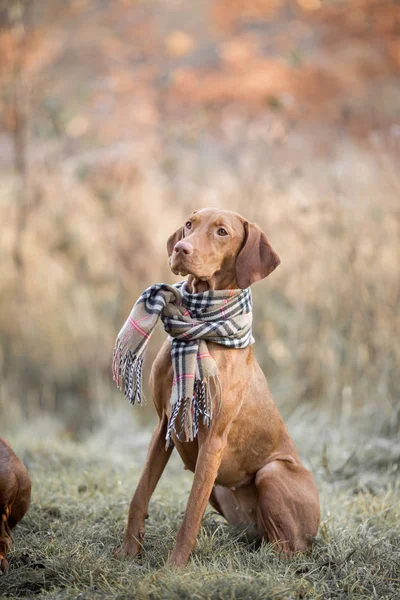 Ungerska hundvalp (sittande) höst porträtt — Stockfoto