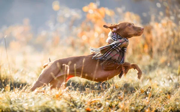 Retrato de otoño de Vizsla húngara —  Fotos de Stock