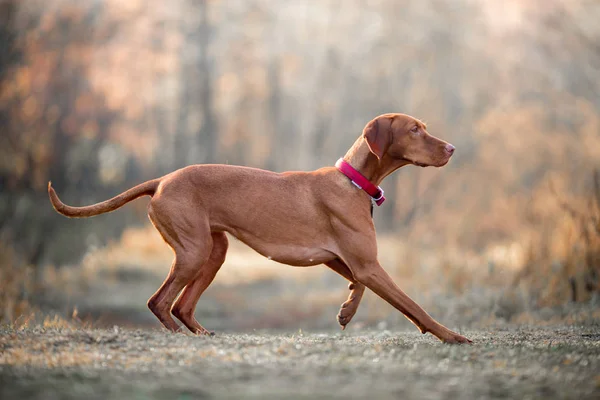 Hungarian Vizsla autumn portrait — Stock Photo, Image