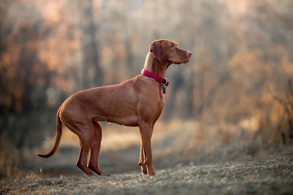 Ungerska hundvalp (sittande) höst porträtt — Stockfoto