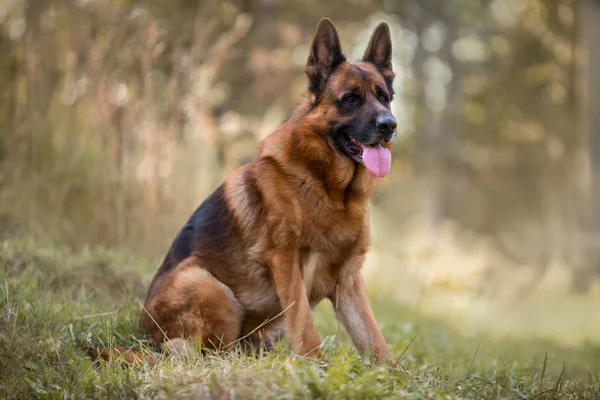 Porträtt av vackra Schäfer med manliga utomhus — Stockfoto