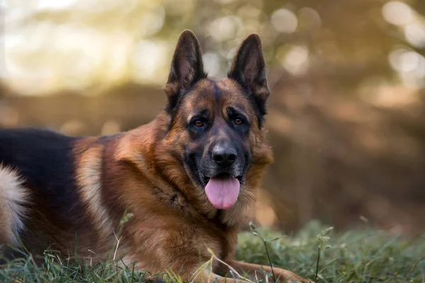 Porträtt av vackra Schäfer med manliga utomhus — Stockfoto