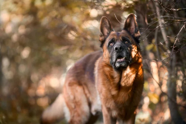 Porträtt av vackra Schäfer med manliga utomhus — Stockfoto