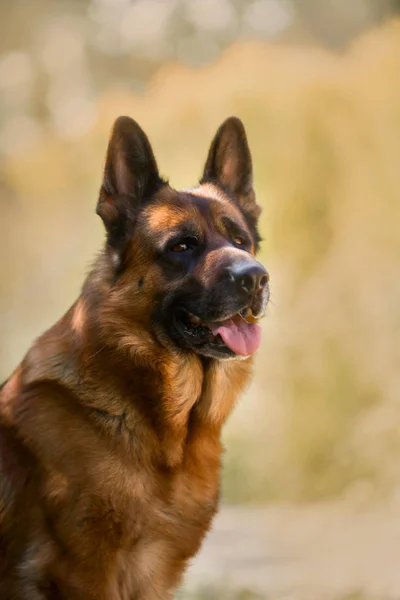 Portret van mooie mannelijke Duitse herder hond buiten — Stockfoto