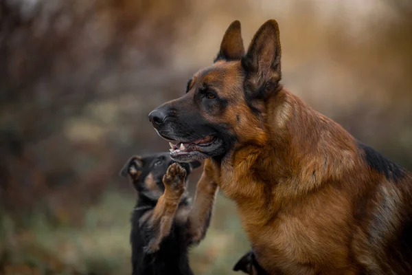 Porträtt Manliga Tyska Herde Hund Med Valp Park Hösten — Stockfoto