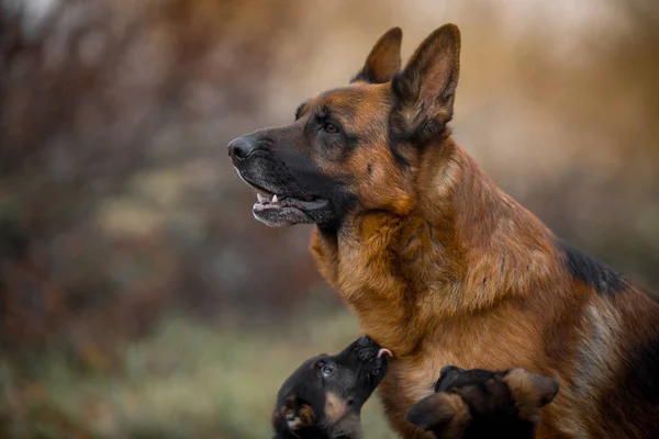 Porträtt av manliga tyska herde hund med valp utomhus — Stockfoto