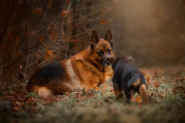 Portræt af mandlige tyske hyrdehund med hvalp udendørs - Stock-foto