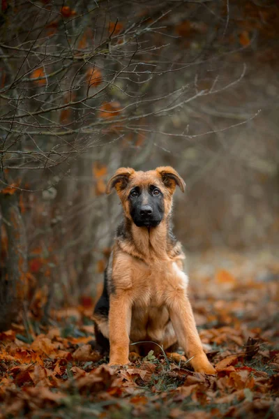 Beautiful exterior  outdoor portrait of young  german shepherd dog — Stock Photo, Image