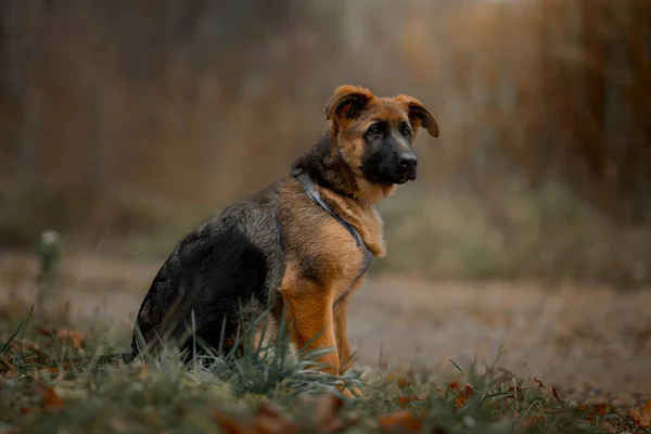 Vackra exteriör utomhus porträtt av unga tyska vallhund — Stockfoto