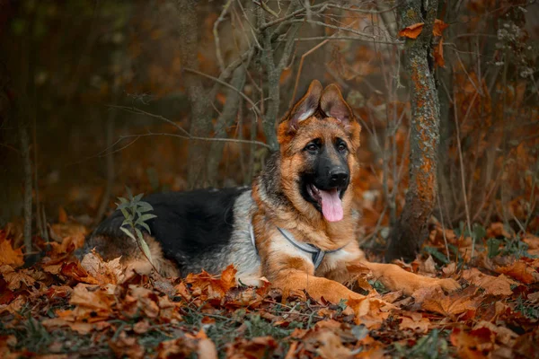 Beautiful exterior  outdoor portrait of young  german shepherd dog — Stock Photo, Image