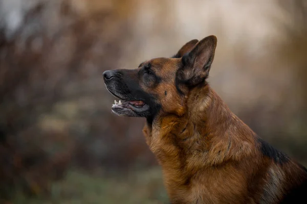 รูปภาพภายนอกที่สวยงามของผู้ชายเยอรมันเลี้ยงสุนัขกลางแจ้ง — ภาพถ่ายสต็อก