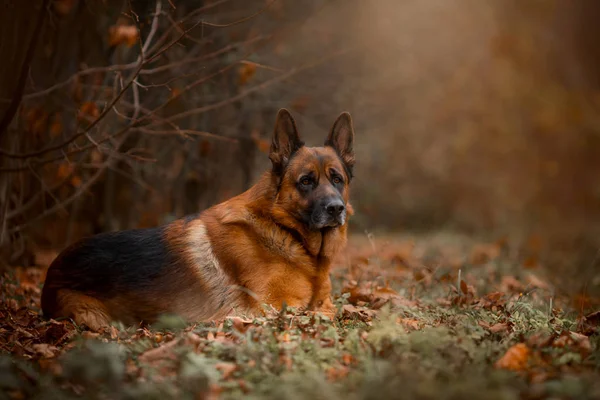 Beautiful exterior portrait of male german shepherd dog outdoor — Stock Photo, Image