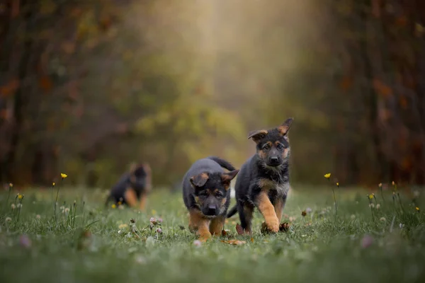 Cuccioli di cane pastore tedesco in un parco autunnale — Foto Stock