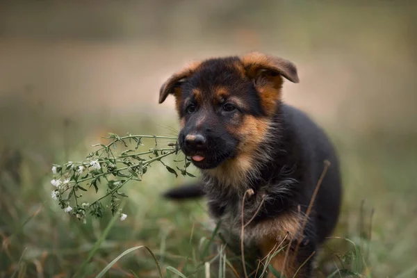 Cuccioli di cane pastore tedesco in un parco autunnale — Foto Stock