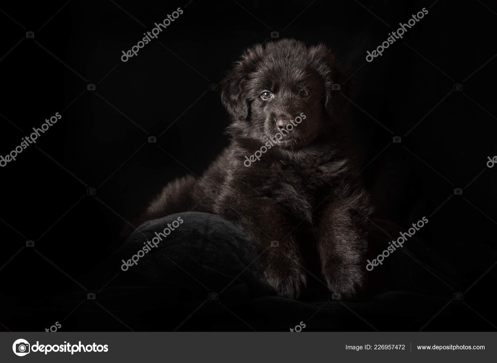 Black Long Haired German Shepherd Puppy On Black Stock Photo
