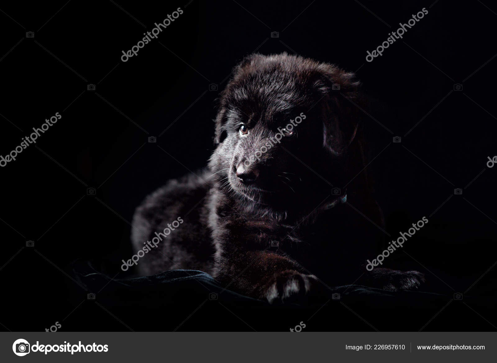 Black Long Haired German Shepherd Puppy On Black Stock Photo