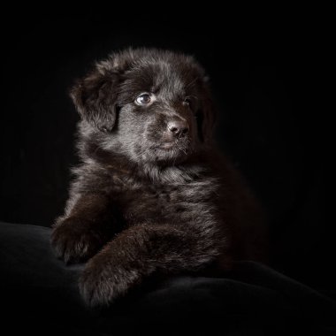 Siyah uzun saçlı Alman çoban köpek yavrusu siyah