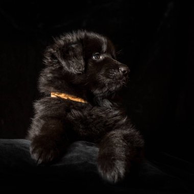 Siyah uzun saçlı Alman çoban köpek yavrusu siyah